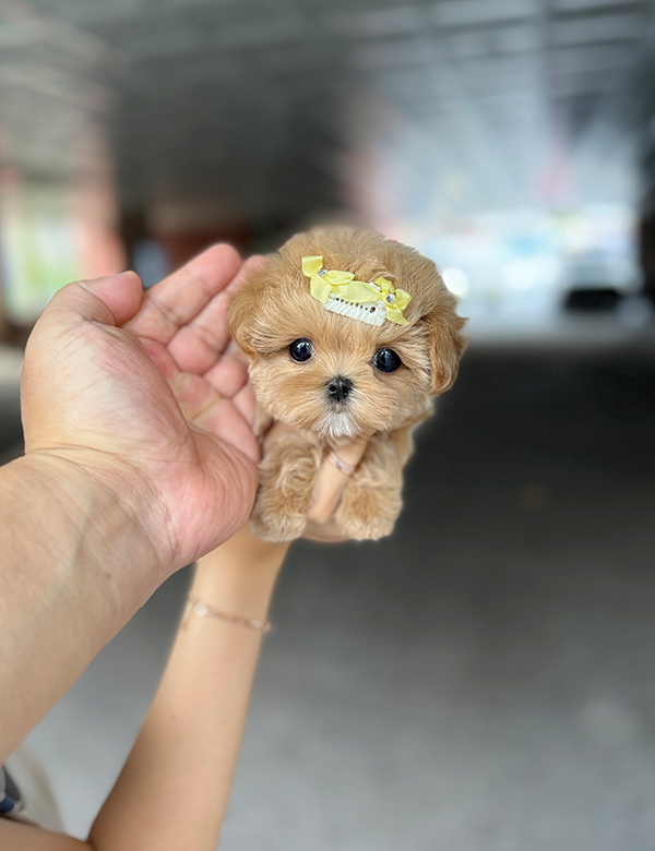 강아지 썸네일