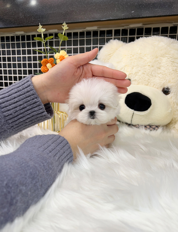 강아지 썸네일